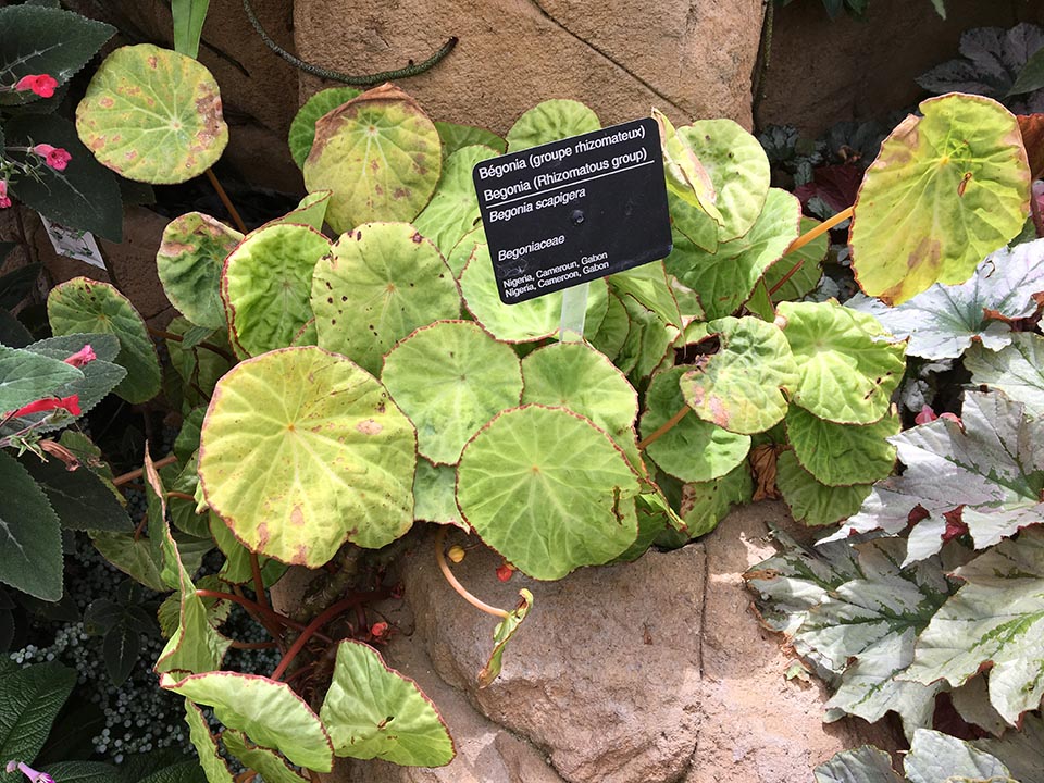 B. scapigera ssp. scapigera